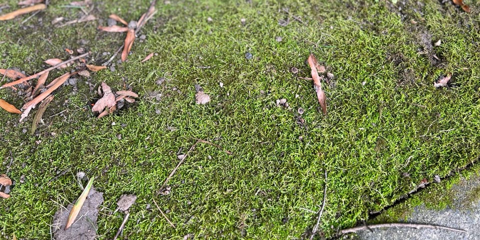 Moss in your Lawn